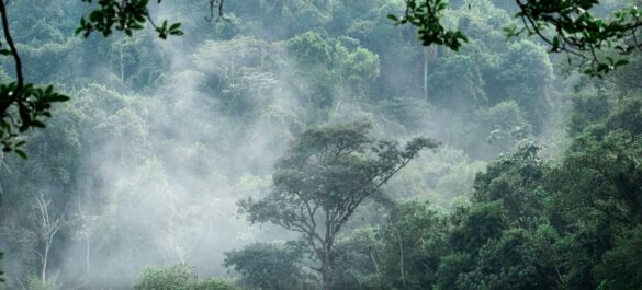 Regenwald-Brasilien-Brasilian-Plantfinder-Rewild-Brazil-Katrin-Bokelmann