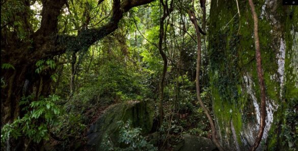 Urwald-Brasilien-schuetzen-mit-richtiger-Pflanzenauswahl-Rewild-Brazil-Katrin-Bokelmann