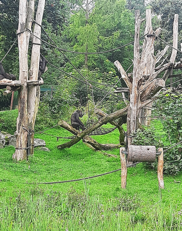 Affen-Zoo-Leipzig Affen-Zoo-Leipzig