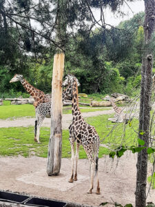 Giraffen-Zoo-Leipzig