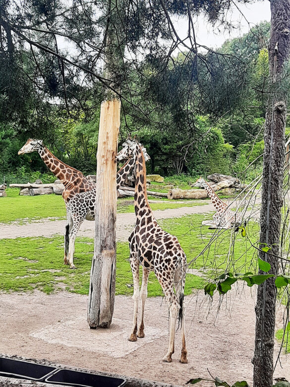 Giraffen-Zoo-Leipzig Giraffen-Zoo-Leipzig