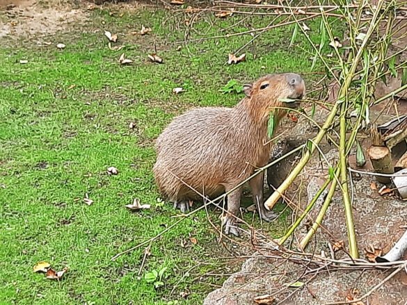 Zoo-Leipzig