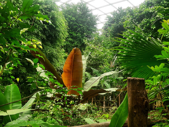 Zoo-Leipzig-Tropischer-Regenwald
